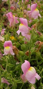 Antirrhinum charidemi © Teresa Farino